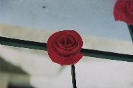 A Rosa de Papel